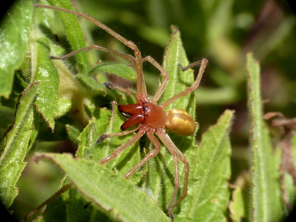 Cheiracanthium sp., maschio - Prodo (TR)